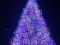 -爱雍·乌节