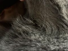 -派美特宠物医院·核磁CT·骨科肿瘤·疑难转诊(沈农禾丰店)