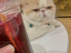 -滚猫咖啡·猫咖·猫友好撸猫(未来城店)