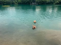 -帐篷客·溪龙茶谷度假酒店