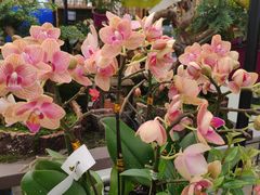 -荷兰花海