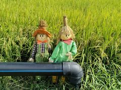 -光明小镇欢乐田园