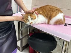 -北京观赏动物医院·24小时大型综合·猫专科·异宠专科