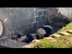 -中国大熊猫保护研究中心雅安碧峰峡基地