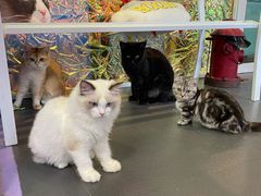 -十年猫舍·猫咪专门店(普陀店)