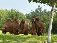 -北京野生动物园