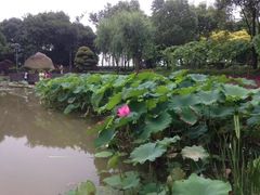 -陈家山荷花公园