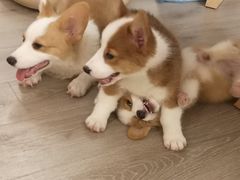 -浣熊柯尔鸭土拨鼠·电玩咖