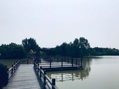 -大湾区中央湿地公园