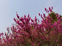 -洛阳市隋唐城遗址植物园