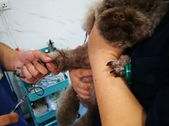 -伟伟宠物医院·CT影像中心·瑞派犬猫综合性门诊(汉口总院)