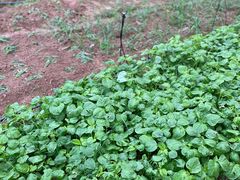 -横沥牛庄(总店)