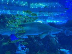 -成都浩海立方海洋公园