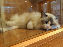 -Pets First伊珊娜洗护·精致美容·家庭式寄养(新会路店)