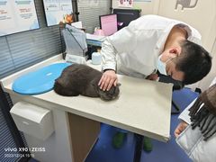-顺强宠物诊所·狂犬免疫·夜诊·骨科(嘉定店)
