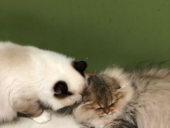 -猫亿天猫咖