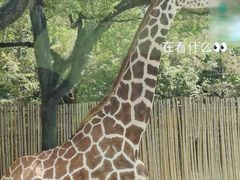 -上海野生动物园