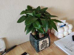 -珍贞佰俪·针清祛痘印敏感管理