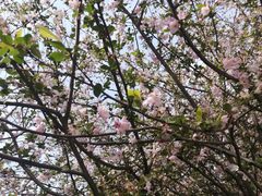 -武汉大学-樱园