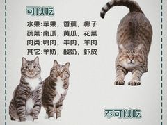 -翊宠yipet猫狗购宠庄园犬舍•猫舍
