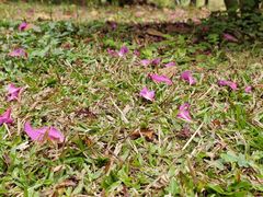 -福田红树林生态公园