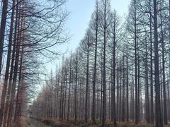 -黄海国家森林公园