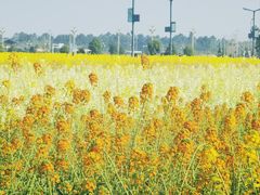 -中国天府农业博览园