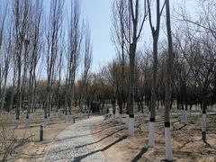 -大兴滨河森林公园