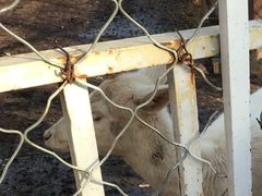 -北京鹿世界主题园