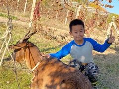 -安德鲁户外烧烤帐篷营地(马泉营店)