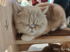 -飞行喵MR PILOT|猫舍·猫咖(静安大融城店)
