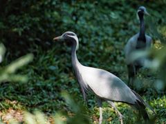 -深圳野生动物园