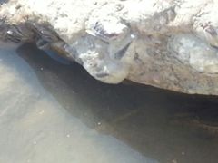 android_upload_pic-南汇嘴观海公园