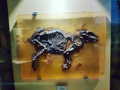 -辽宁古生物博物馆