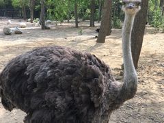 -大连森林动物园