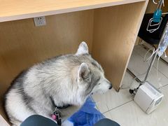 -美联众合动物医院·24h京西诊疗中心