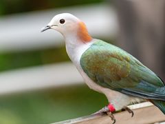 -新加坡飞禽公园