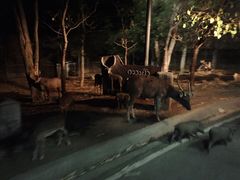 -清迈夜间动物园