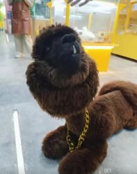 -神奇动物撸宠馆·羊驼·小浣熊·异宠(豫园店)