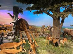 -国家自然博物馆