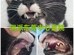 -东莞宠友24H宠物中心医院·转诊夜诊·异宠(新河北路院)