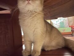 -lincat·猫舍(广州店)