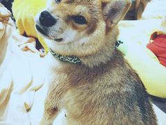 -逗柴咖啡屋·狗咖猫咖宠物桌游