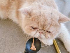 -飞行喵MR PILOT|猫舍·猫咖(静安大融城店)