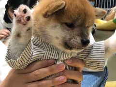 -逗柴咖啡屋·狗咖猫咖宠物桌游