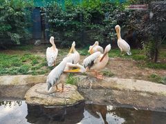 -沈阳鸟岛