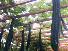 -中国天府农业博览园