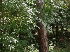 -黑龙江省森林植物园