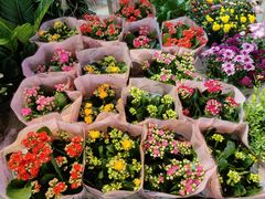 -朝来春花卉市场