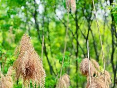 -西湖风景区-江洋畈生态公园